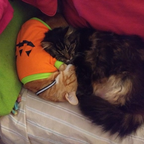 Meet your Posher, Tish - Picture 15 of 15